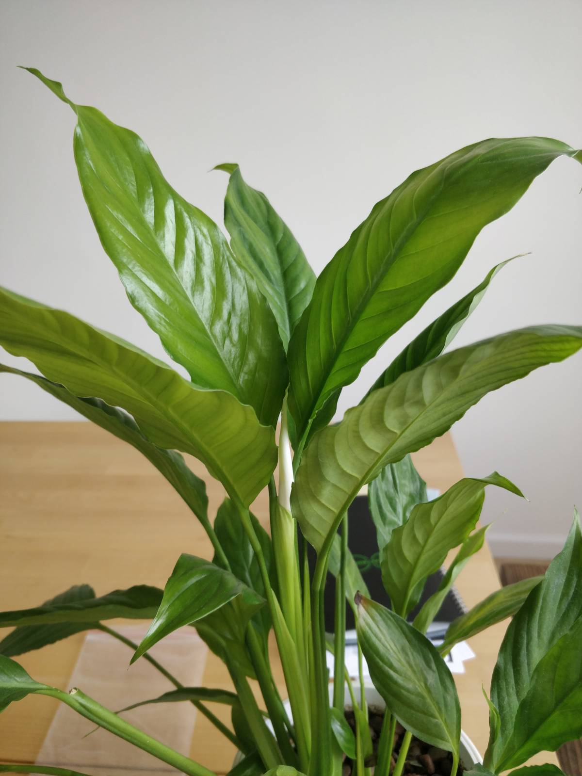 Peace lily flowering